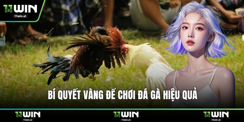 Bí quyết vàng để chơi đá gà hiệu quả